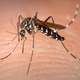 Illustration for article titled Ask An Entomologist Anything You Want About Mosquitoes